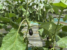 Thrips sur culture d'aubergines sous abri